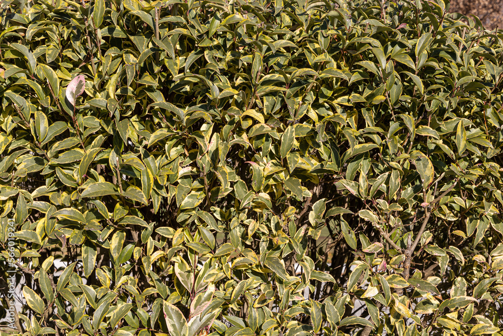 Beautiful texture of light Green and yellow brunches of silverberry or oleaster evergreen shrubs Beautiful texture of light Green and yellow brunches of silverberry or oleaster evergreen shrubs