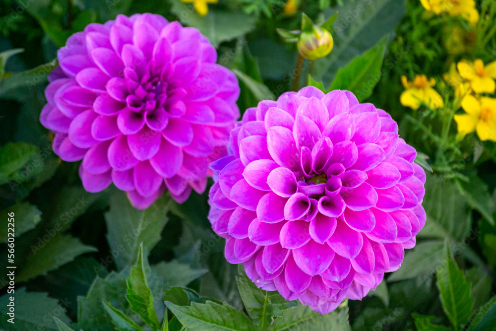 Beautiful bright pink flowers of dahlias in the city park. Beautiful bright pink flowers of dahlias in the city park.