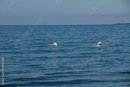 Weiße Schwäne fliegen flach über blauem Wasser Meer klarer Himmel