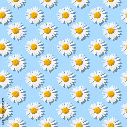 Daisies - Flower seamless pattern