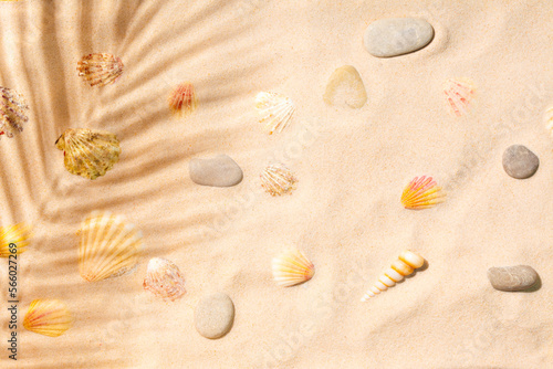 Sandy beach with sea shells and palm leaf shadow