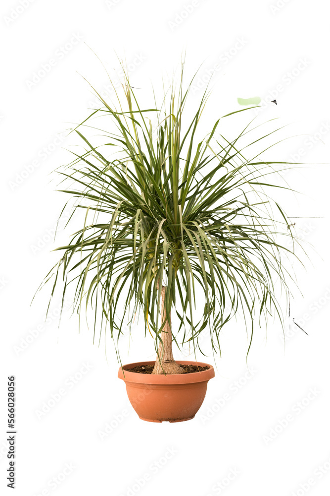 Cut out elephant foot plant in a pot, home decoration isolated Cut out elephant foot plant in a pot, home decoration isolated