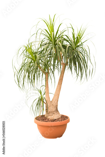 Cut out elephant foot plant in a pot, home decoration isolated