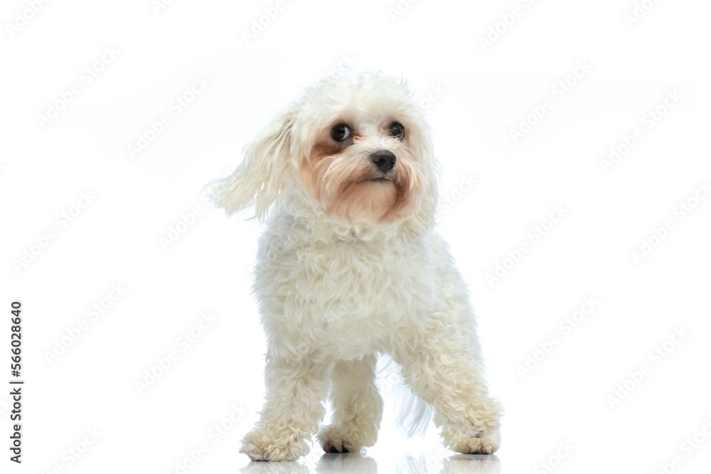 Bichon dog looking away and thinking about something Bichon dog looking away and thinking about something