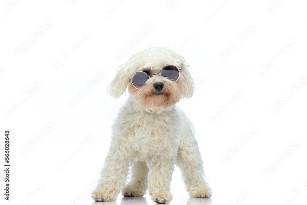 Bichon dog with cool vibe Bichon dog with cool vibe