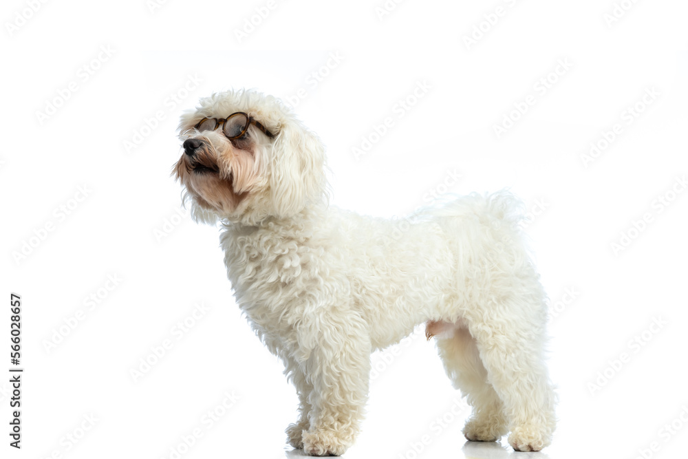 Bichon dog looking away and being curious Bichon dog looking away and being curious