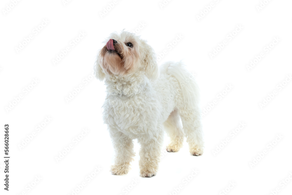 Bichon dog licking his mouth and looking up Bichon dog licking his mouth and looking up