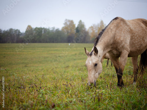 a beautiful horse grazes in a pasture in the early morning mist, the horse eats grass
