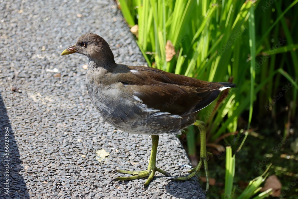 Female of the little crake - Zapornia parva - waterbird of the family Rallidae seen in Dusseldorf city, Germany Female of the little crake - Zapornia parva - waterbird of the family Rallidae seen in Dusseldorf city, Germany
