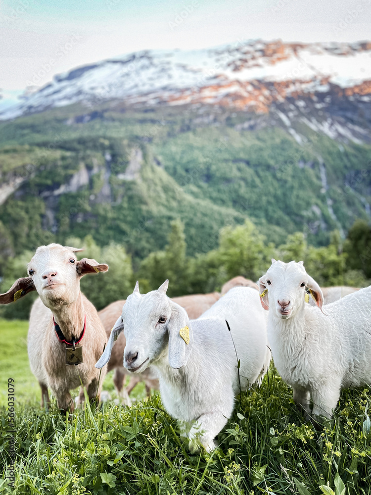 Fototapeta premium norweskie owce na tle gór