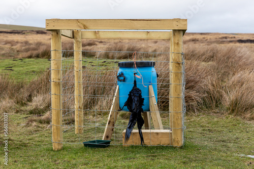 Gamekeeping, blue feeding drum for grouse and partridges on managed moorland using traditional methods with corvid strung up with bailer twine to act as a deterrent. Copy space. photo