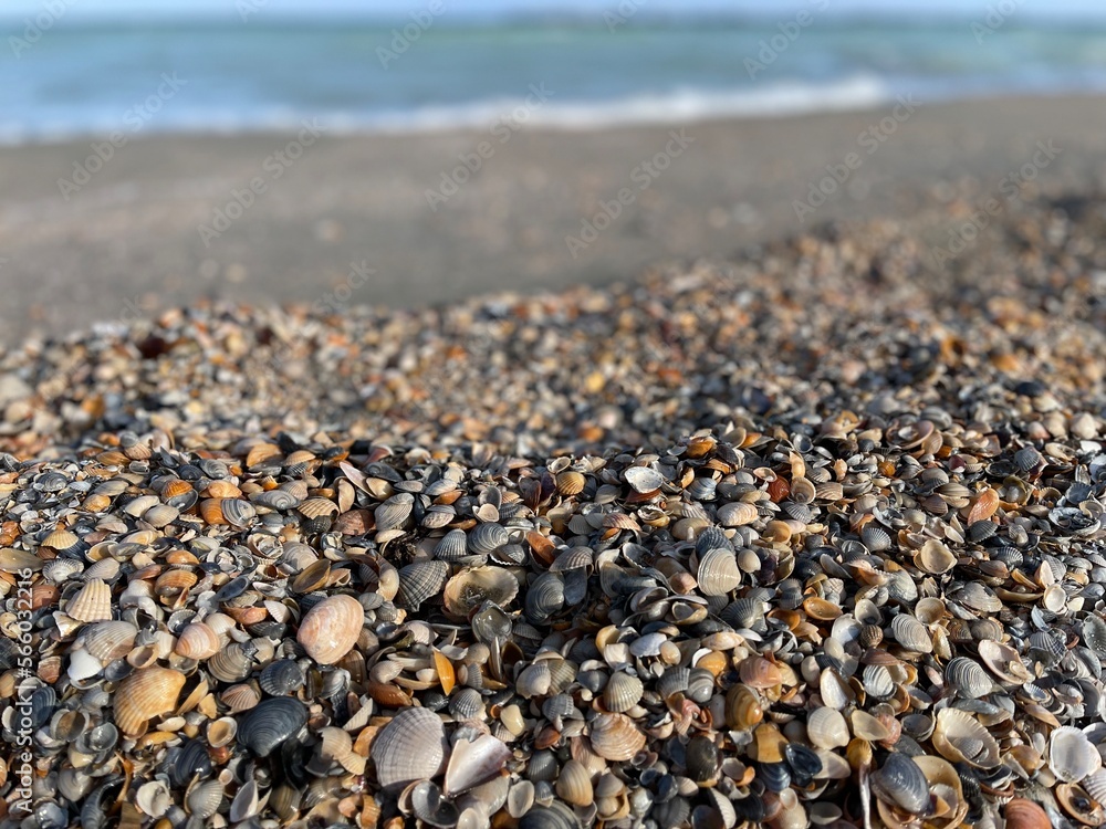 pebbles and shells on the beach pebbles and shells on the beach