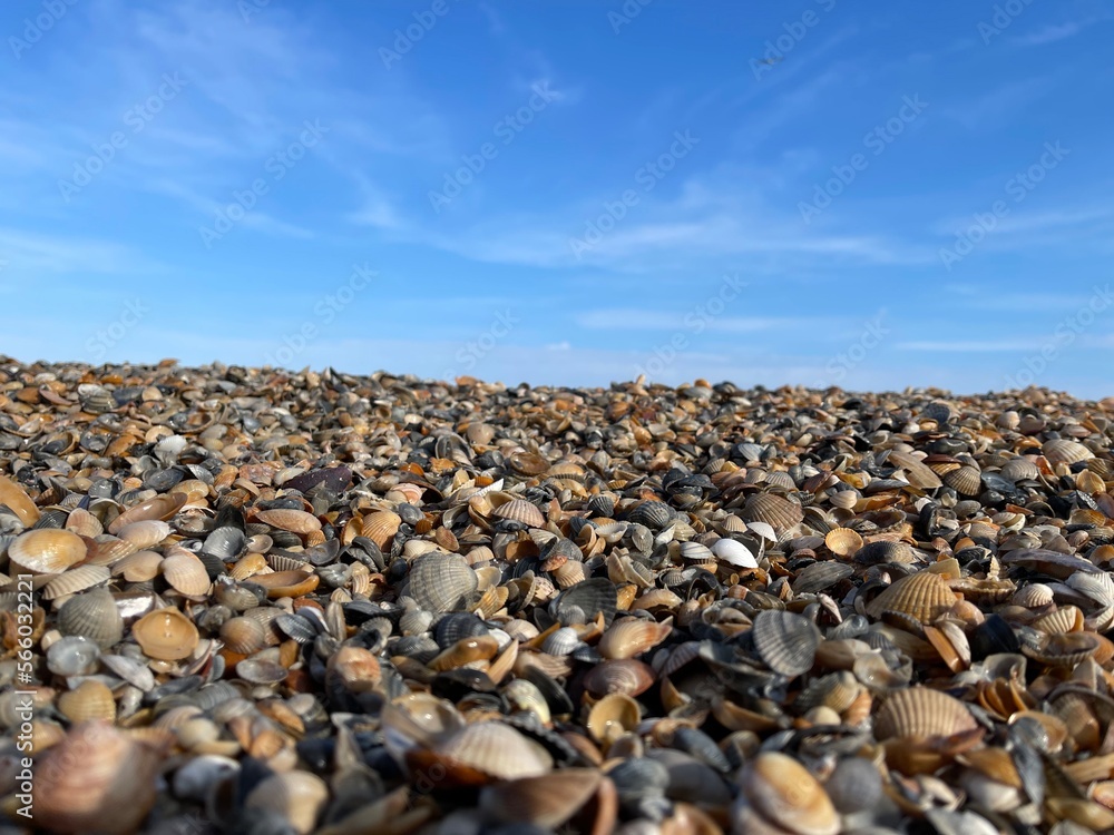 shells and pebbles on the beach shells and pebbles on the beach