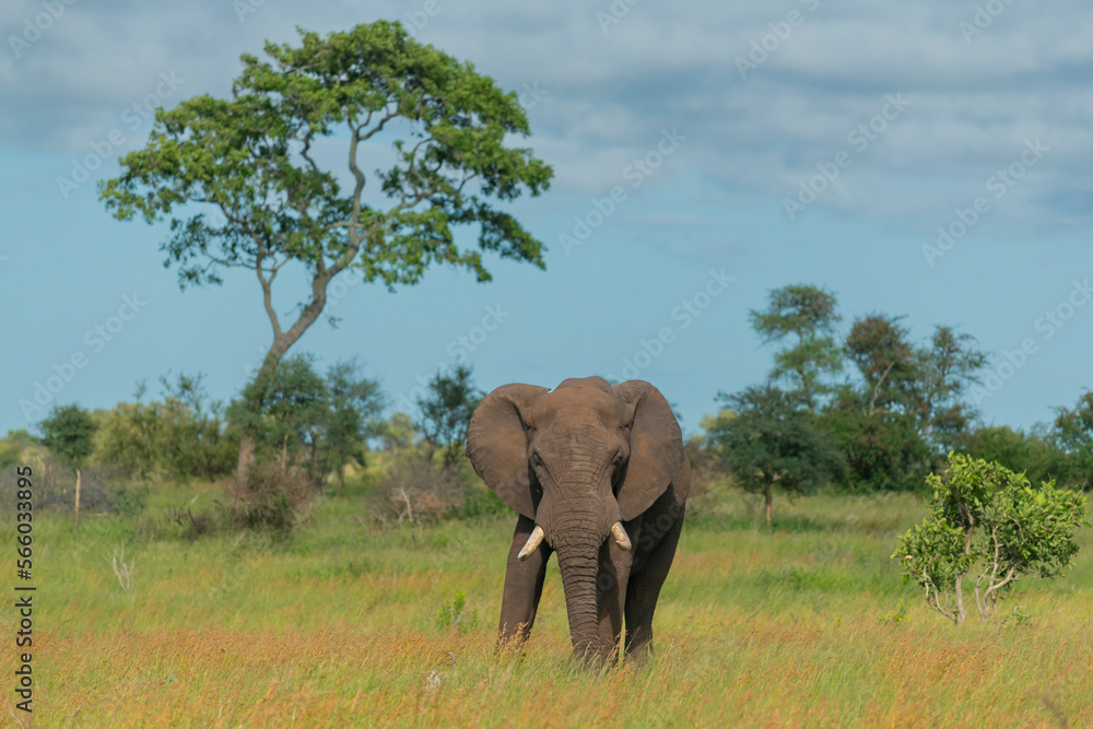 Obraz premium Landscape with African bush elephant - Loxodonta africana also known as African savanna elephant with green vegetation in background. Photo from Kruger National Park in Kruger.