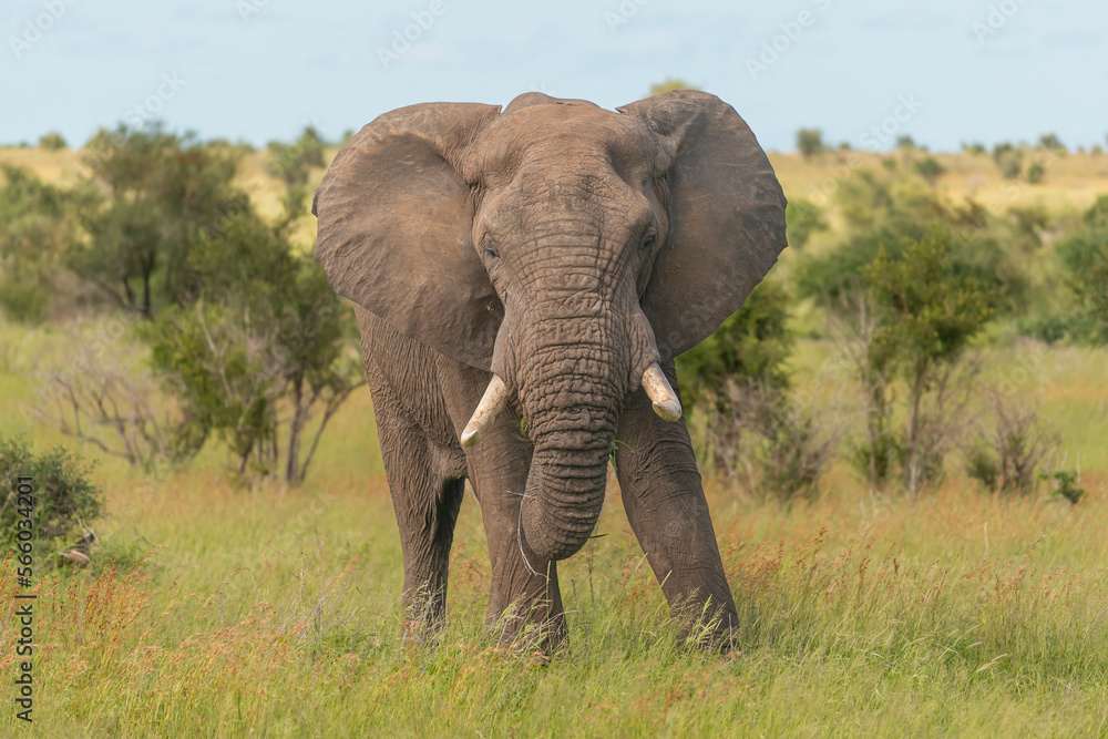 Fototapeta premium African bush elephant - Loxodonta africana also known as African savanna elephant with green vegetation in background. Photo from Kruger National Park in Kruger.