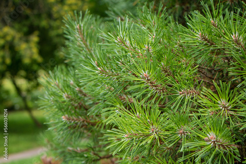 Green Pine tree, macro, selective focus.
