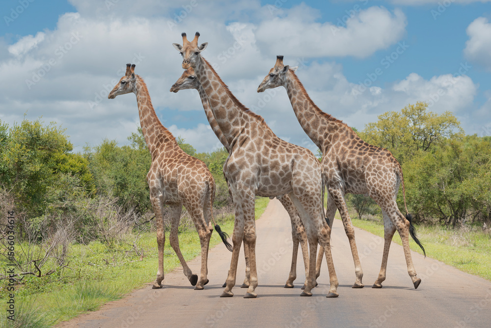 Fototapeta premium Four south African giraffes or Cape giraffes - Giraffa giraffa or camelopardalis giraffa crossing road at Kruger National Park in South Africa.