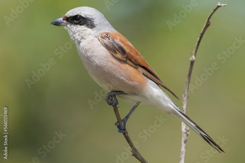 Red-backed shrike - Lanius collurio perched with green background. Photo from Kruger National Park in South Africa.