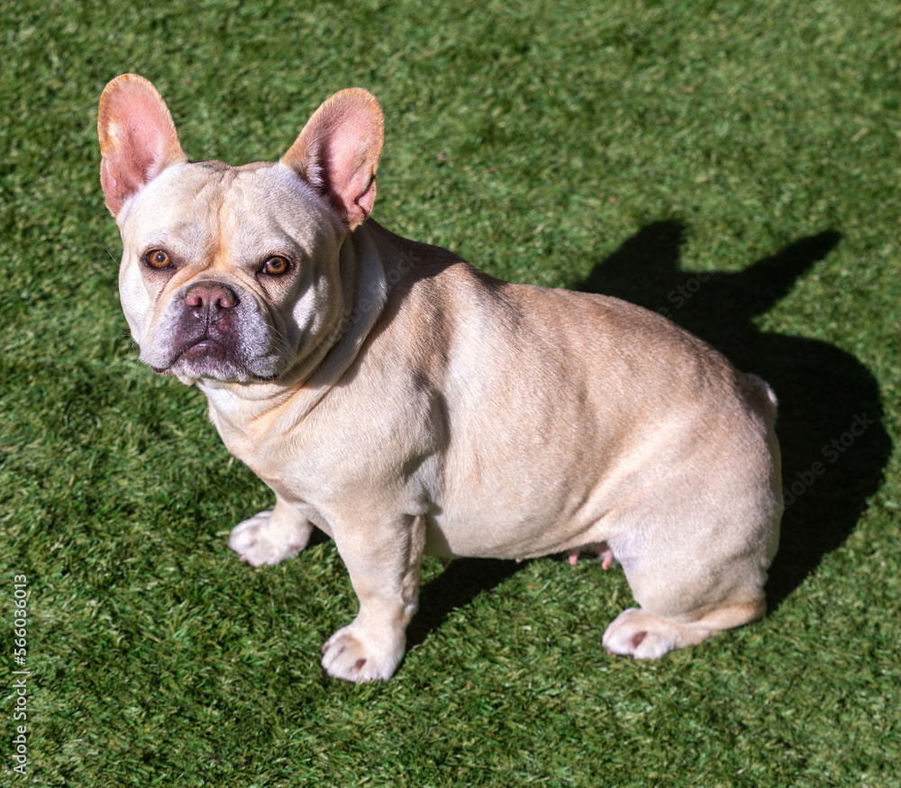 5-Years-Old Cream Female Frenchie. Off-leash dog park in Northern California.