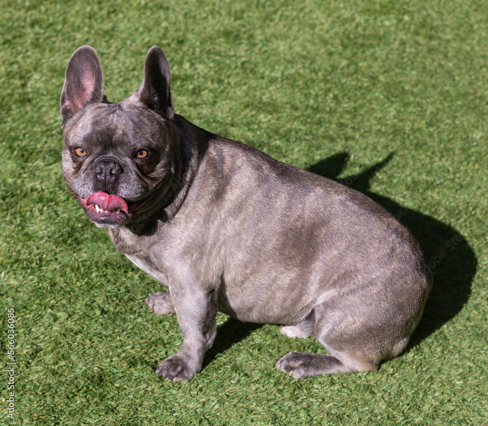 6-Year-Old Brindle Male Frenchie Panting. Off-leash dog park in Northern California.