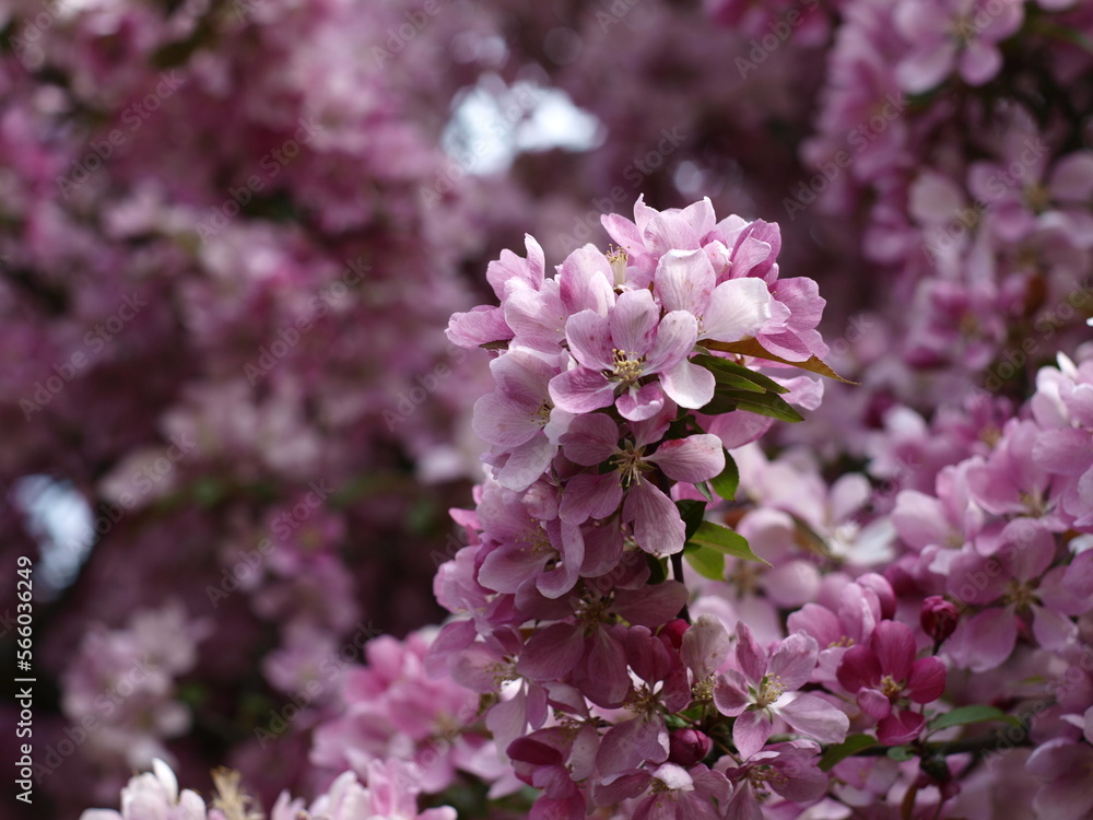 viele rosa pink Kirschblüten am Baum viele rosa pink Kirschblüten am Baum