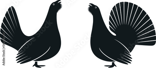 Western capercaillie, wood grouse logo. Isolated capercaillie on white background. Bird photo