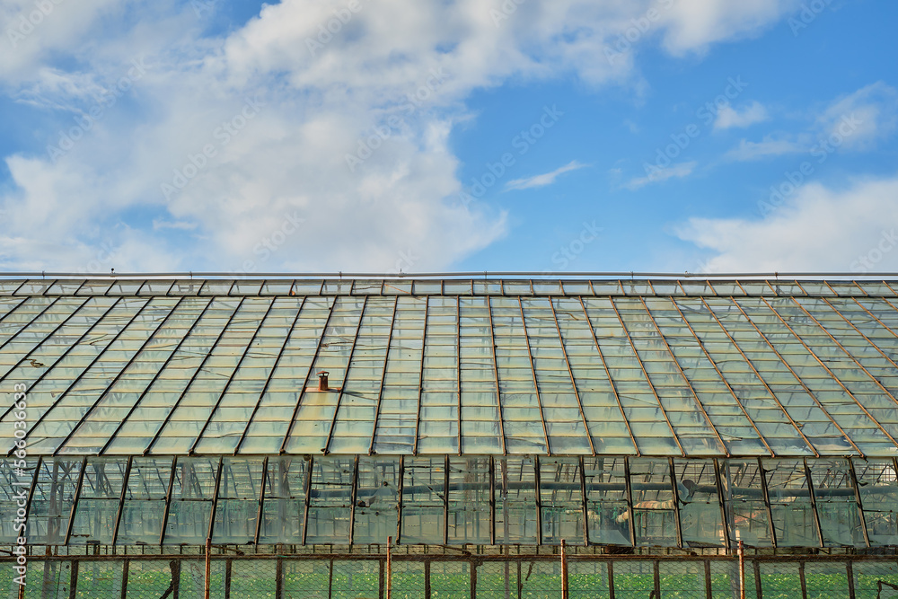 The device and type of an old greenhouse with glass windows and a ventilation system. Premises for growing vegetables and fruits on an eco-farm