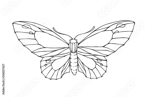 Linear sketch, coloring of night moths, butterflies.Vector graphics.
