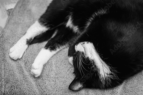 Black and white photo of a pet. close-up of a beautiful black cat, white spots with a sleepy face lying on a gray bedspread. Pet cat 