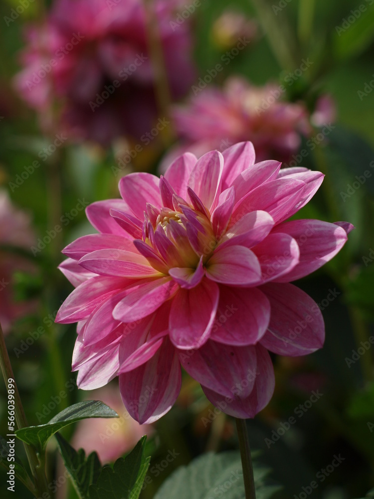 Dahlie Blüte pink rosa im Garten Nahaufnahme