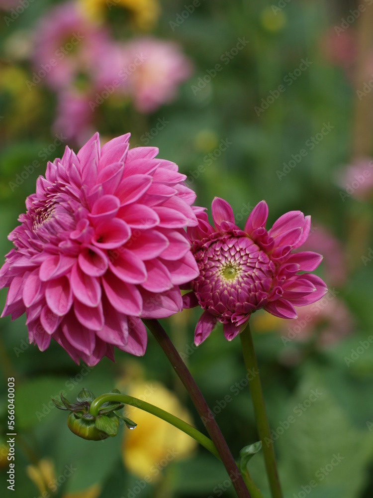 Dahlie Blüte pink rosa im Garten Dahlie Blüte pink rosa im Garten