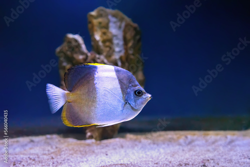 Beautiful brown and white fish swimming in the aquarium, Hemitaurichthys zoster butterflyfish (black pyramid butterflyfish). Tropical fish on the background of aquatic coral reef in oceanarium pool photo