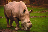 African rhinoceros eating grass in the savanna
