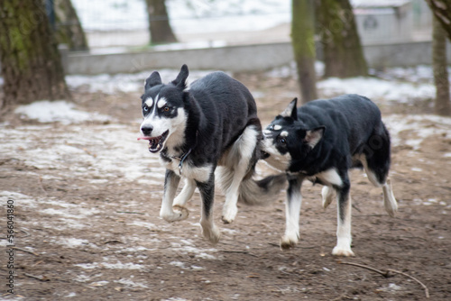 Zabawa Huskych