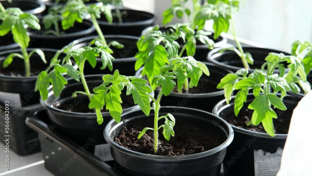 Growing tomato seedlings plants in plastic pots with soil on window sill, Urban home balcony gardening, growing vegetables concept. Growing tomato seedlings plants in plastic pots with soil on window sill, Urban home balcony gardening, growing vegetables concept.