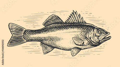 Hand drawn Sea Bass, whole fish, sketch in vintage engraving style. Fishing, Seafood concept. Vector illustration