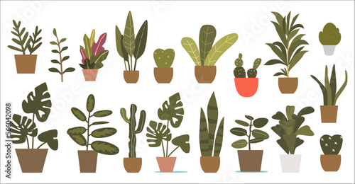 Houseplants set. Exotic decor house plant, succulents in pot. Indoor flowers with stems and leaves
