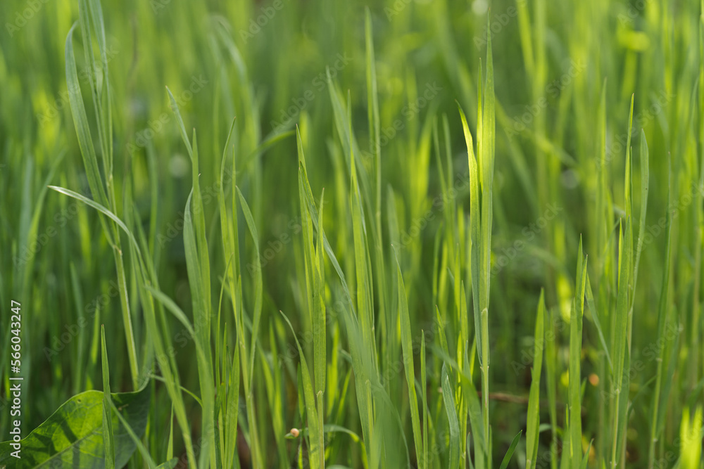 Green grass in the summertime. Natural background Green grass in the summertime. Natural background