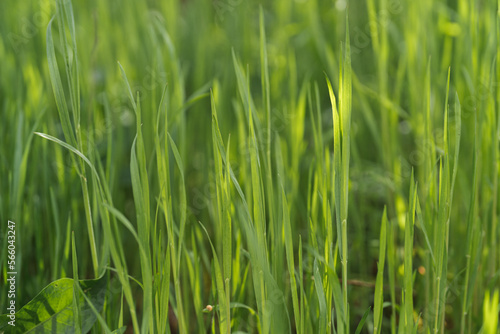 Green grass in the summertime. Natural background