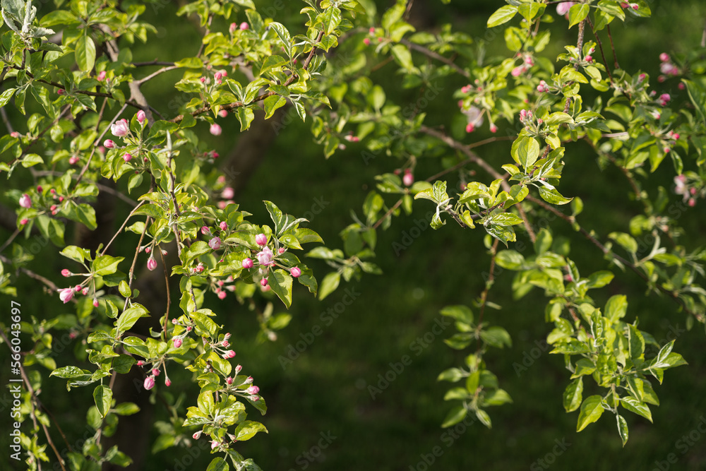 Pink fresh apple tree in bloom. Botany background Pink fresh apple tree in bloom. Botany background