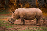 African rhinoceros in a nature reserve