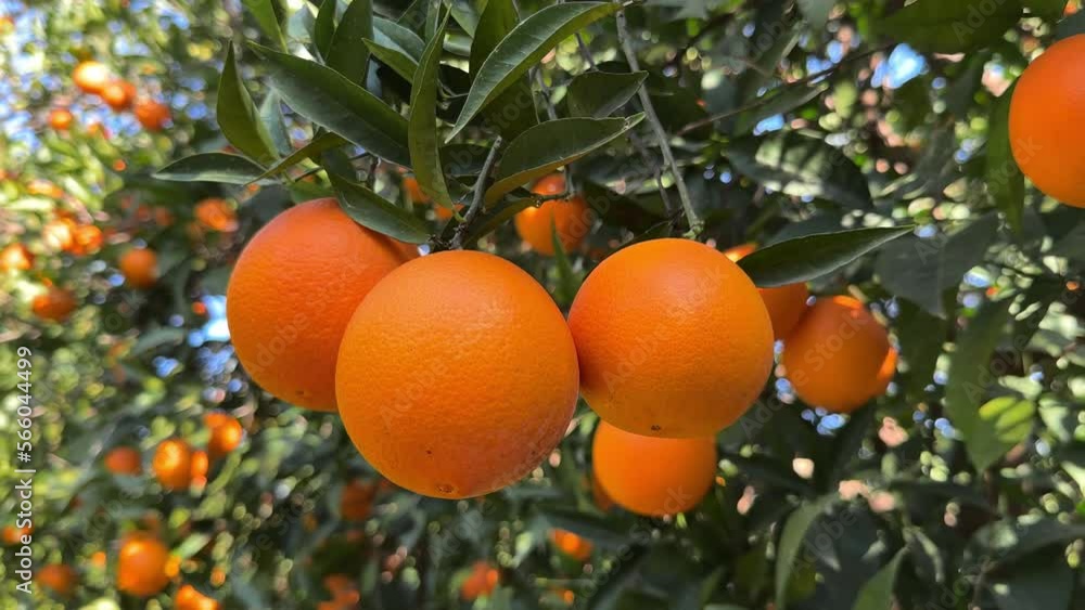 Juicy ripe oranges fruit branch of the orange tree in the garden. Juicy ripe oranges fruit branch of the orange tree in the garden.