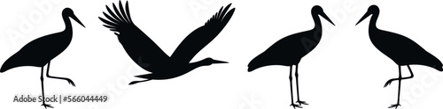 Stork silhouette. Isolated stork on white background