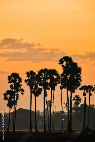 landscape of Sugar palm tree during twilight sunrise at Pathumthani province,Thailand
