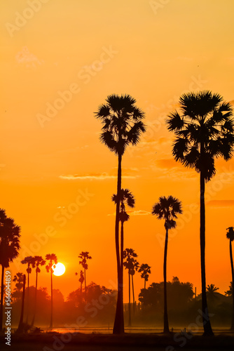 landscape of Sugar palm tree during twilight sunrise  at Pathumthani province Thailand