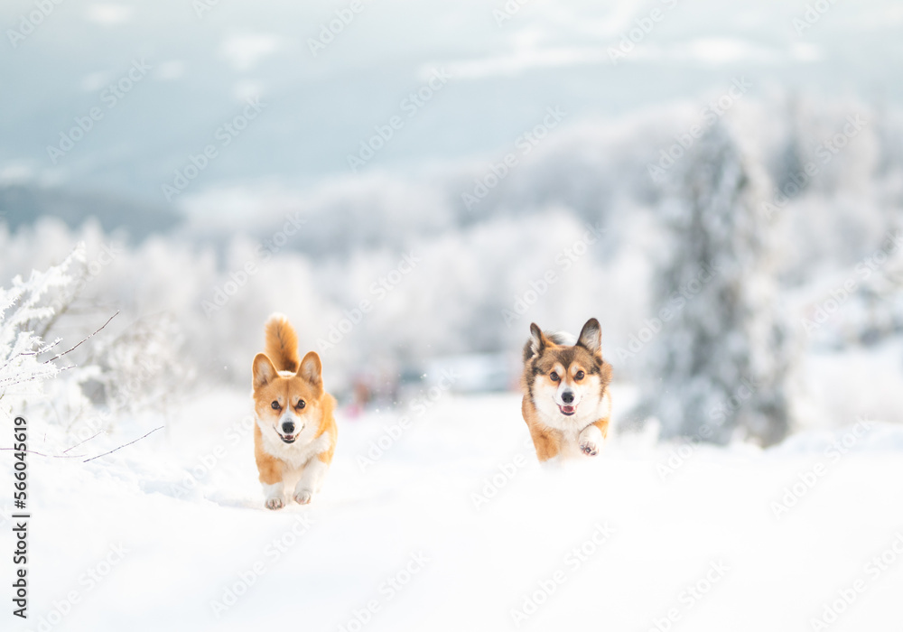Happy welsh corgi Pembroke dog running and playing in the snow