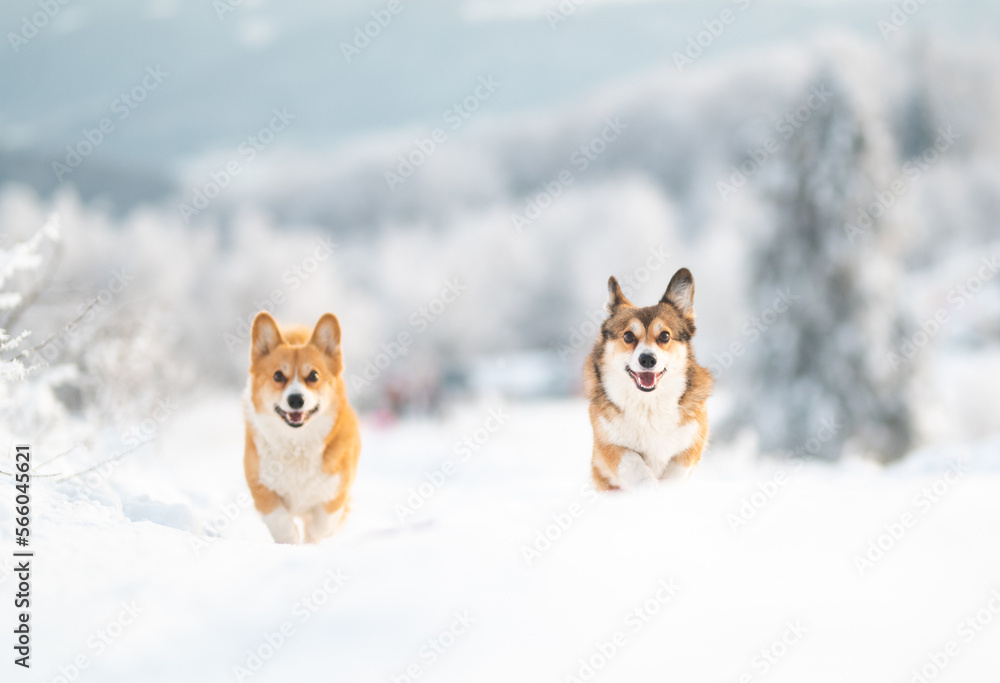 Happy welsh corgi Pembroke dog running and playing in the snow