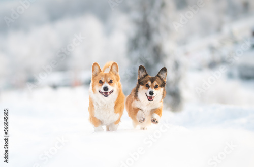 Photography Happy welsh corgi Pembroke dog running and playing in the snow