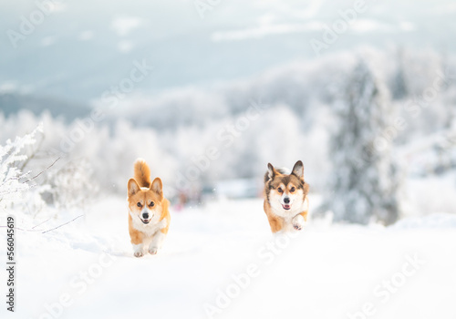 Happy welsh corgi Pembroke dog running and playing in the snow © Justyna