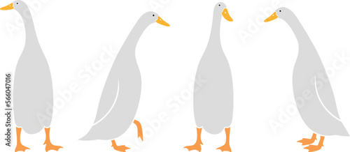 Indian runner ducks logo. Isolated indian runner ducks on white background. Bird